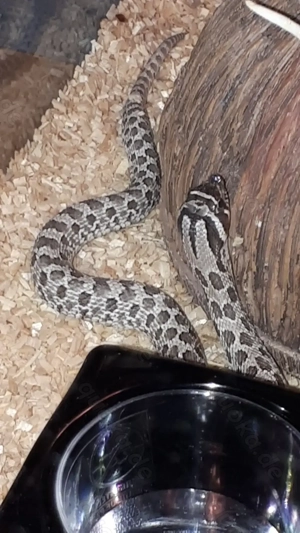 1.0 Hakennasennatter Nachzucht Axantic 2025