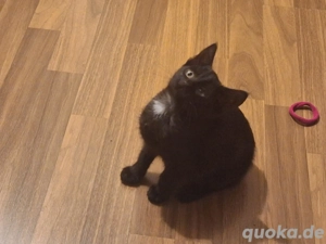 Kitte 4 Monate sucht dringend ein Zuhause für immer. ( Russisch blau, Norwegische Waldkatze Mix )