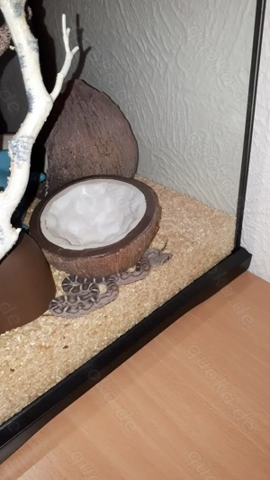 1.0 Anery Scareless Nachzucht 2024