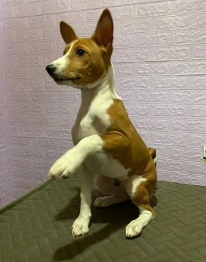 Wunderschöne Basenji Welpen