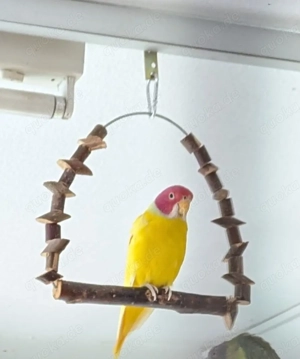 Pflaumenkopfsittiche