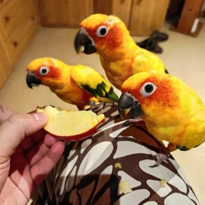 Verkauf von 3 sonnensittich mädchen 