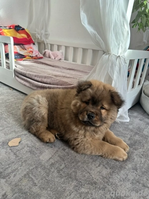 Chow Chow welpe 