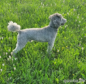 Erfahrener Deckrüde Zwergpudel von Donausprung