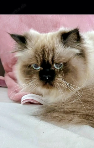 !!!  8 Monat altes Colour Point Mädchen !!! 