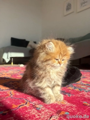 Bkh reinrassige kitten golden 