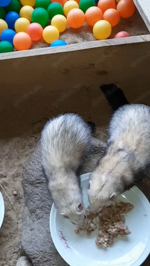 Frettchen Fähe 3 Jahre alt abzugeben