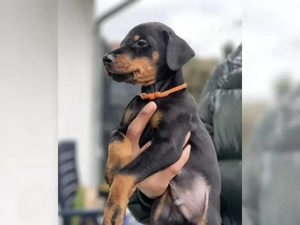 Dobermann Welpen suchen ein liebevolles neues zu Hause.!!