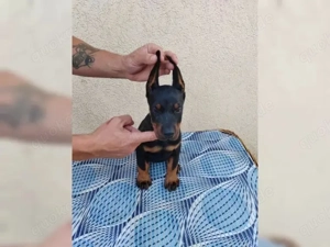 Dobermann Welpen suchen neues Zuhause!!