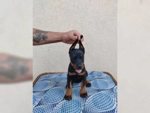 Dobermann welpen!!