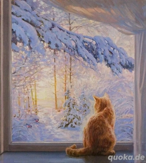 Nehme Katzenbabys, Kitten in Not auf 