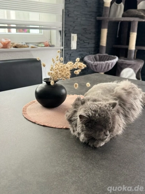 Britisch Langhaar Katze 