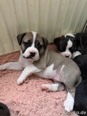 Die kleine Bonnie sucht wieder