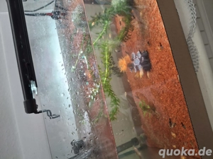 Verschiedne Fische zu verschenken