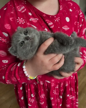 Britisch Kurzhaar BKH Kitten Reinrassig Junge Lilac