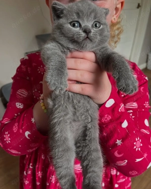 Reinrassige BKH-Kitten mit Stammbaum abzugeben