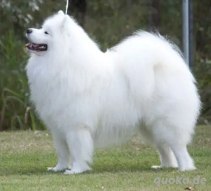 Ich suche ein Samojeden welpe(Weibchen)