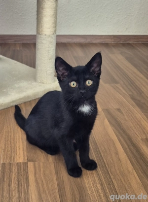 Kitte 4 Monate jung sucht dringend ein neues Zuhause mit Freigang 