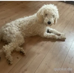 Königspudel  Großpudel welpe 6 monate  Bild 2