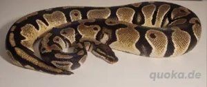 Königspython 
