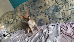 schöner chihuahua 