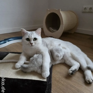 Bkh Kitten vom Züchter mit Stambaum Bild 2