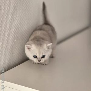 Bkh Kitten vom Züchter mit Stambaum Bild 3