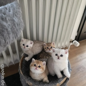 Bkh Kitten vom Züchter mit Stambaum Bild 4