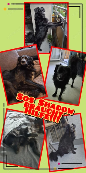 SHADOW - Notfall braucht HIlfe!