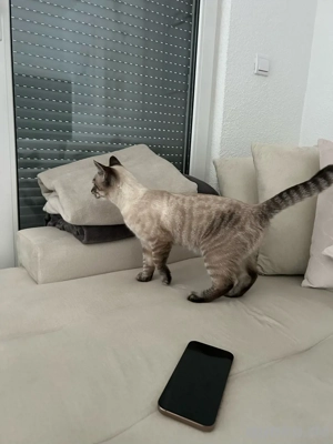 Jungkatzen Siam Bengal mix