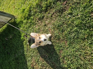 Corgi Rüde 8 Monate