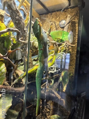 Madagaskar Taggeckos inkl Terrarium und Regenanlage