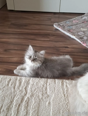 BLH suchen eine liebevolles Zuhause. 