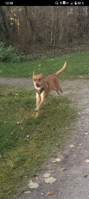 Hund Mirko abzugeben 