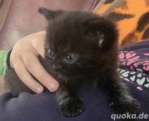 5 junge rassemix kätzchen abzugeben