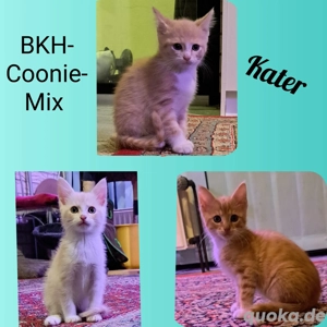 BKH-MaineCoon-Mix Kitten 