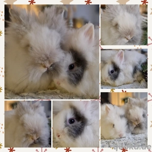 Zwergkaninchen, Löwenkopf, Teddyzwerg Hase