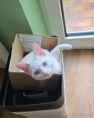 Wundervolle Siam Mix Dame mit allem was sie braucht