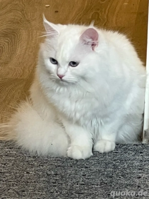 Eine Katze sucht ein neues Zuhause