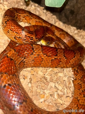 Kornnatter 0.1 abzugeben 