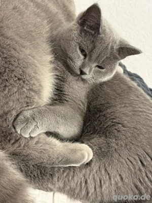 Reinrassige BKH-Katze (8 monate alt) sucht liebevolles Zuhause 