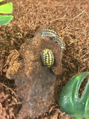 Asseln abzugeben MIT Terrarium