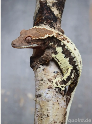 0.1 Kronengecko Frappuccino Pet only