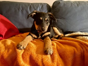 Nola Welpe sucht ihre Familie