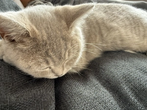 Kleine 6 Monate alte Katze abzugeben 