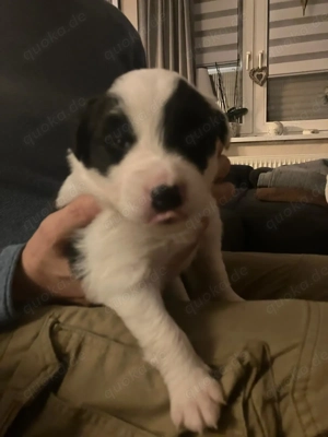 Bordercollie Welpen 
