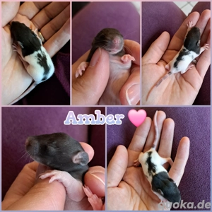 Ratten Baby Farbratten Baby Mädchen Amber super kinderlieb 