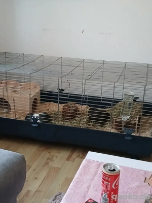 meerschweinchen  weibchen geschwister 