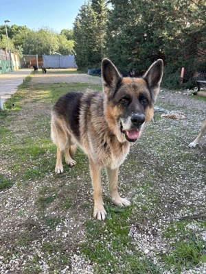 Freundlicher Schäferhundrüde Enzo sucht Zuhause