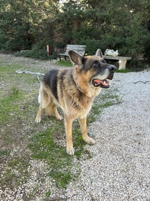 Schäferhundrüde Renzo sucht Zuhause Bild 5
